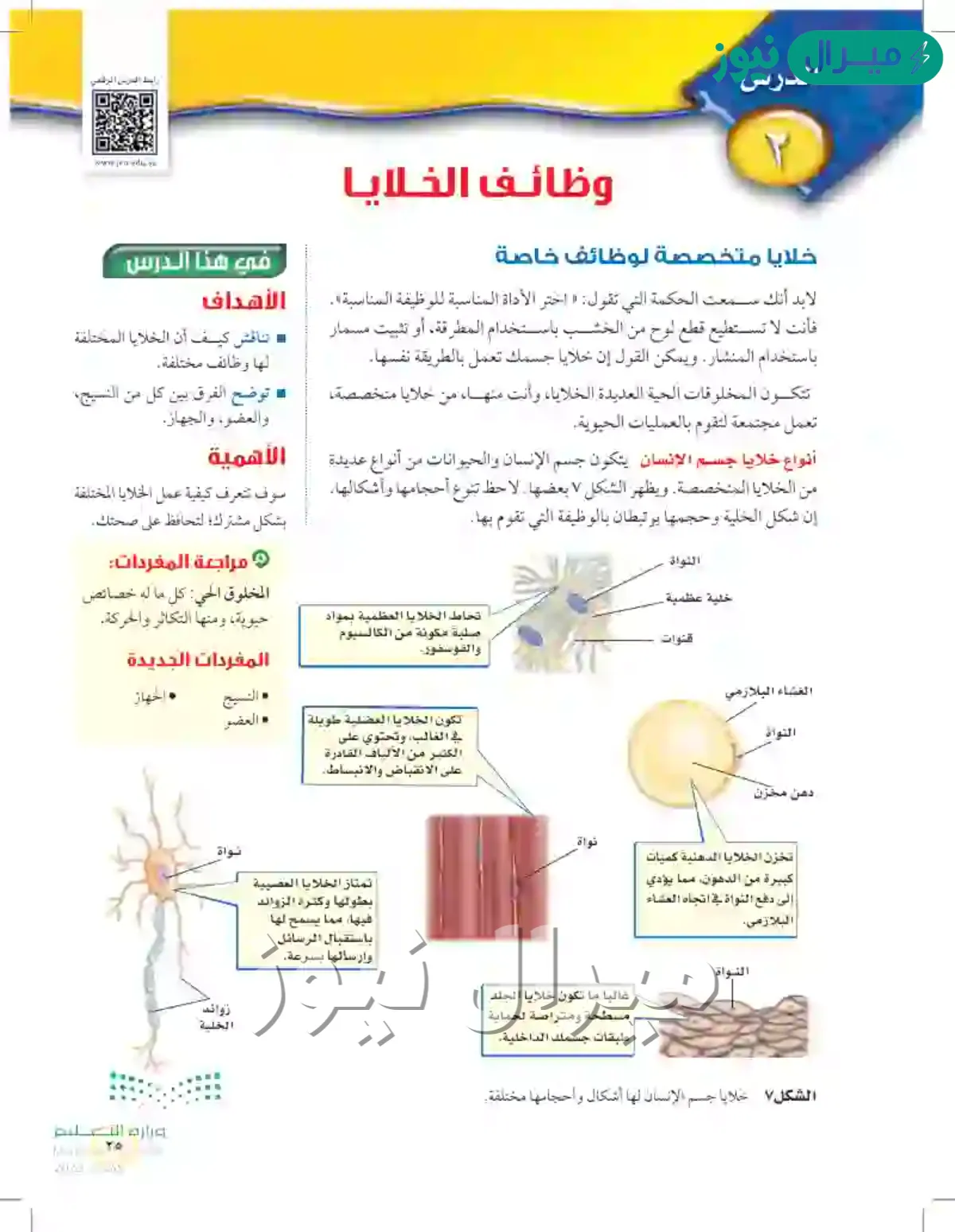 وضح العلاقة بين الخلايا والنسيج وبين النسيج والعضو