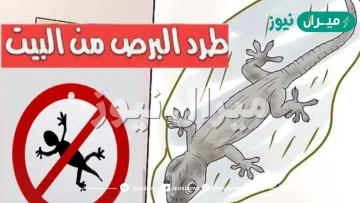 مش هيرجع بتك تاني.. اسرع طريقة لطرد البرص والزواحف من البيت نهائيا وبطرق طبيعية