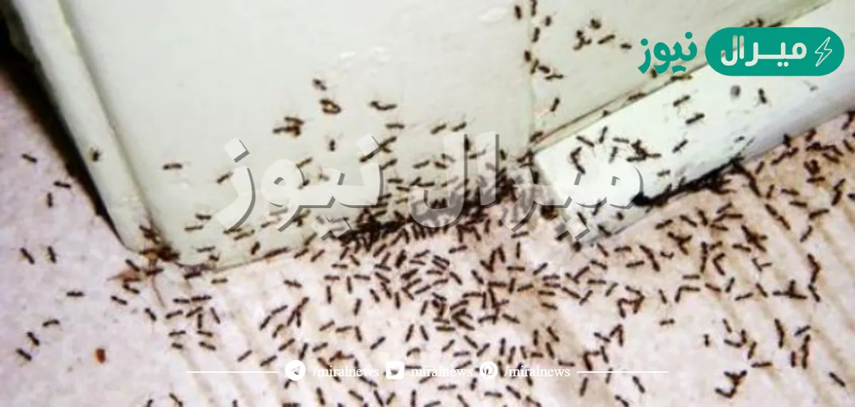 “الحل الجبار” أفضل طريقة للتخلص من النمل وحشرات الصيف في المنزل بسهولة