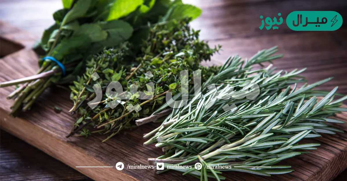أقوى سبعة أعشاب للتنحيف وحرق الدهون خسارة الوزن بدون رجيم ونسف دهون الكرش في 5 أيام