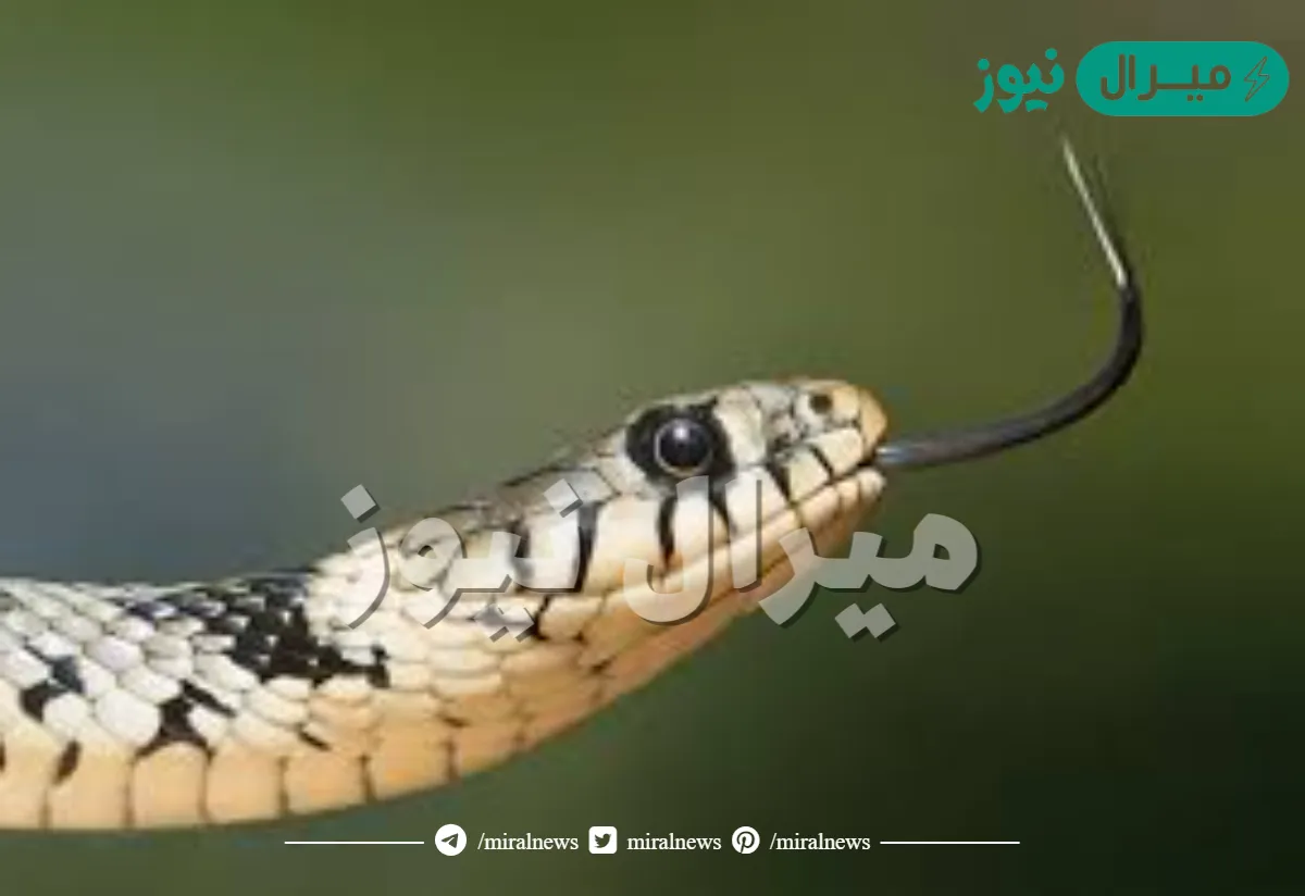 كارثة لابد من الانتباه لها .. هذه العلامات دليل علي وجود ” الثعابين ” في منزلك .. تعرف عليها
