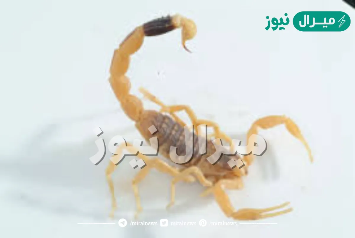 احذروا العقارب تغزو البيوت .. علامات تنبئ بوجود عقارب داخل البيت في هذه الأماكن .. اكتشفها حالا