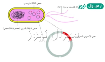 أهمية البكتيريا في صناعة بعض ادوية الهندسة الوراثية