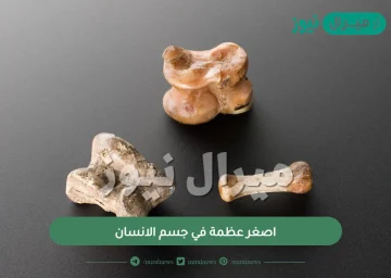 اصغر عظمة في جسم الانسان