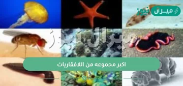 اكبر مجموعه من اللافقاريات