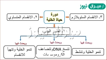 اكتب مراحل دورة حياة الخلية