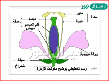 الاجزاء الخارجية للزهرة التي تتميز بألوانها الجميلة