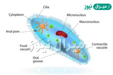 البراميسيوم من اي مملكه