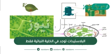 البلاستيدات توجد في الخلية النباتية فقط