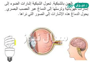 الجزء الذي يرسل المعلومات المتعلقة بالصورة بواسطة العصب البصري إلى الدماغ هو