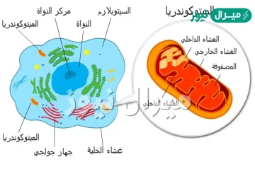 الجزء الذي يعد مركز للطاقة في الخلية هو