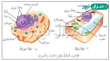 الجزء الذي يوجد في الخليه النباتيه ولا يوجد في الخليه الحيوانيه