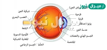 الجزء المسؤول في العين عن تجميع الضوء الداخل إلى العين