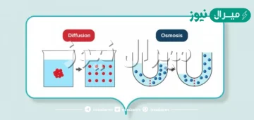 الخاصية الأسموزية والانتشار نوعان من
