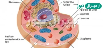 الخليه اصغر جزء في المخلوق الحي يمكنه القيام بالعمليات الحيويه