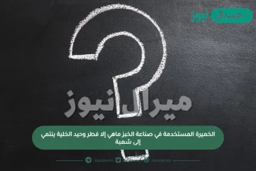 الخميرة المستخدمة في صناعة الخبز ماهي إلا فطر وحيد الخلية ينتمي إلى شعبة