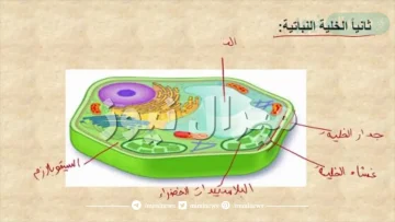 العضية الكبيرة في الخلية النباتية وتكون صغيرة أو معدومة في الخلية الحيوانية هو النوية