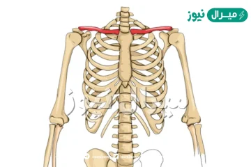 العظمة الوحيدة الطويلة الافقية