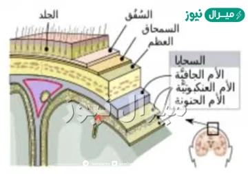 الغطاء الخارجي الصلب للعظم