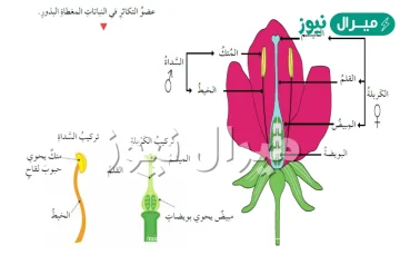 الفرق بين التكاثر في النباتات المغطاة البذور والنباتات المعراة البذور