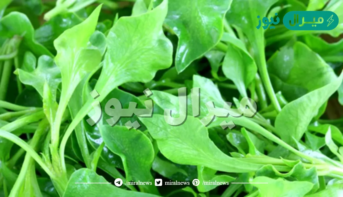 لو عرفت فايدة الجرجير!!.. تعرف علي الفوائد الصحية لتناول الجرجير هترجع بعمر ال 20 خلال أسبوع