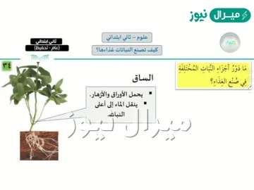 القدرة على صنع الغذاء تشترك فيها جميع النباتات