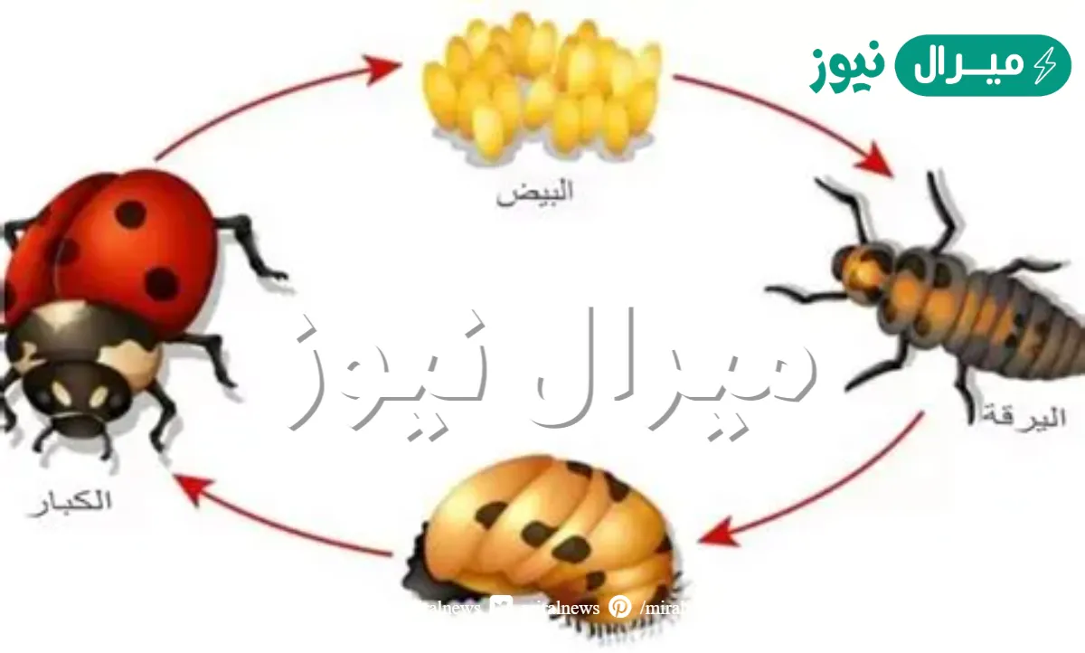 المرحلة الثانية من دورة حياة الخنفساء