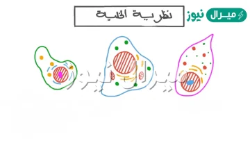 المركب الذي يمثل اكبر نسبه من الخليه هو