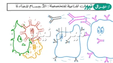 المناعة الاصطناعية هي مناعة تحدث عندما تأتي الأجسام المضادة من مصدر آخر