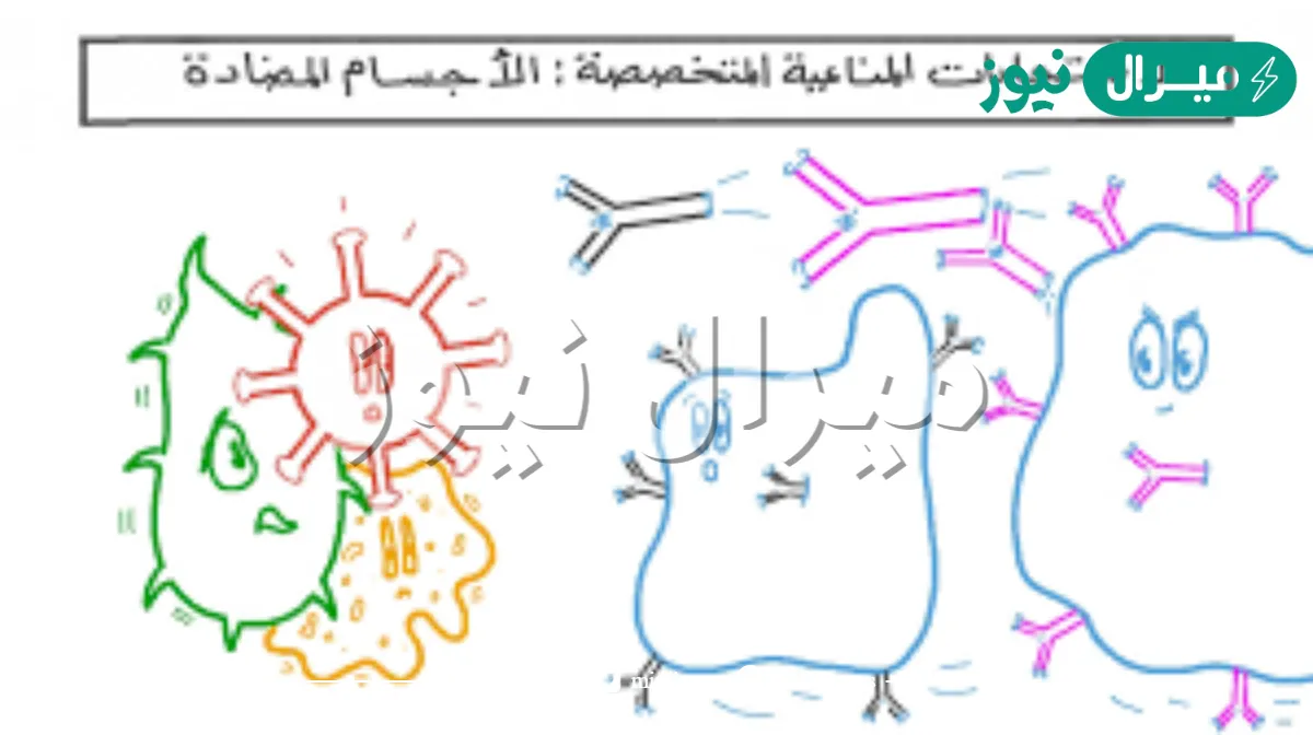 المناعة الاصطناعية هي مناعة تحدث عندما تأتي الأجسام المضادة من مصدر آخر