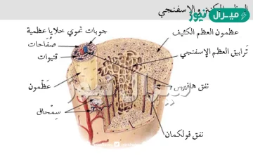 النسيج الذي يحرك العظام هو النسيج