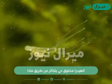 الهيدرا مخلوق حي يتكاثر عن طريق ماذا