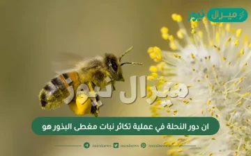 إن دور النحلة في عملية تكاثر نبات مغطى البذور هو