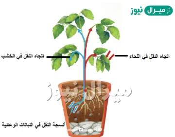 انابيب تنقل الماء والاملاح من جذور النبات الى الاوراق