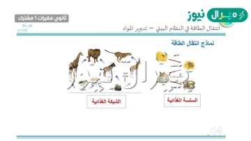 انتقال الطاقة في النظام البيئي