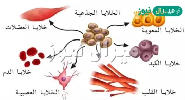 انواع الخلايا في جسم الانسان