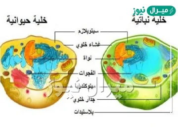 اي الاجزاء التالية يوجد في الخلية النباتية فقط