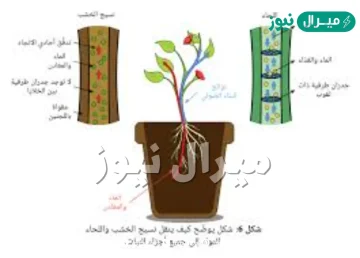 اي الاجزاء التاليه يوجد داخل ساق النبات