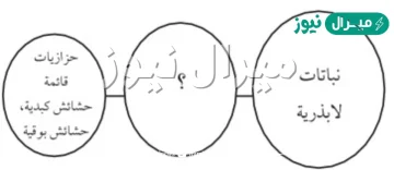 اي التراكيب الاتيه يحوي تجمعا من محافظ الابواغ