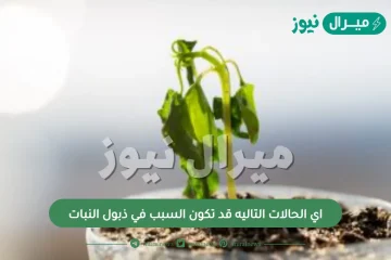 اي الحالات التاليه قد تكون السبب في ذبول النبات