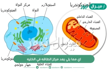 اي مما يلي يعد مركز الطاقه في الخليه؟