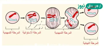 اين يحدث الانقسام المتساوي