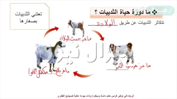 تبدأ دورة حياة الثدييات عندما تبيض