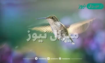 تحرك معظم العصافير الطنانة أجنحتها حوالي ٥٠مرة في الثانية فكم