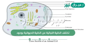 تختلف الخلية النباتية عن الخلية الحيوانية بوجود؟