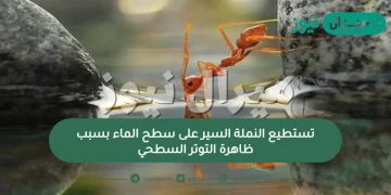 تستطيع النملة السير على سطح الماء بسبب ظاهرة التوتر السطحي