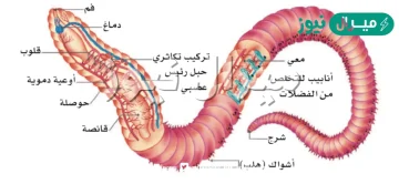 تستعين دودة الارض في حركتها ب