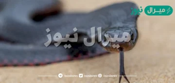 تفسير حلم الحية السوداء في المنام لابن سيرين