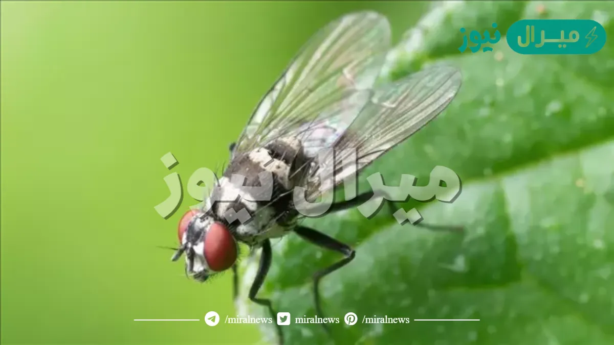 تفسير حلم الذباب في المنام لابن سيرين
