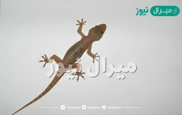 تفسير حلم الوزع في البيت للعزباء والمتزوجة والحامل